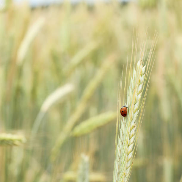 istock summer in the countryside 1327053811