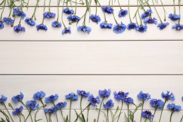 istock Frame of beautiful blue cornflowers on white wooden background, flat lay. Space for text 1327054049
