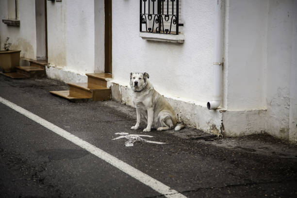 Detail of a pet alone in the street, abandonment and loneliness