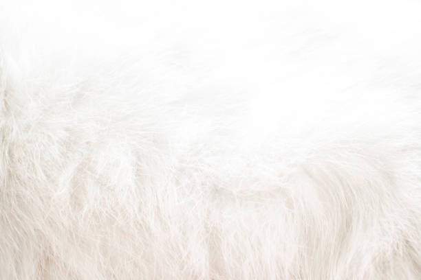 istock abstract background of white cat fur 1327055705
