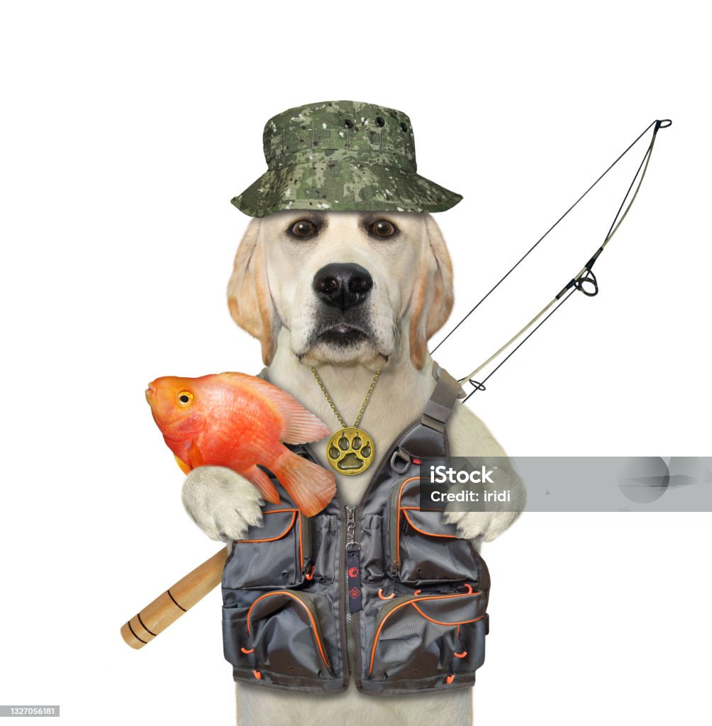Chó Labrador Fisher Bắt Cá Vàng Hình ảnh Sẵn có - Tải xuống Hình ...