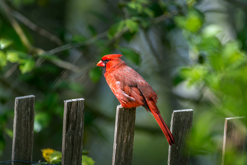 Beautiful detailed close-up of a spectacular red male Cardinal bird perched on a wooden picket fence in the sunlight during summer