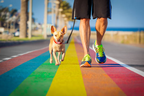 gay pride chien rue arc-en-ciel avec propriétaire marchant - stereotypical photos et images de collection