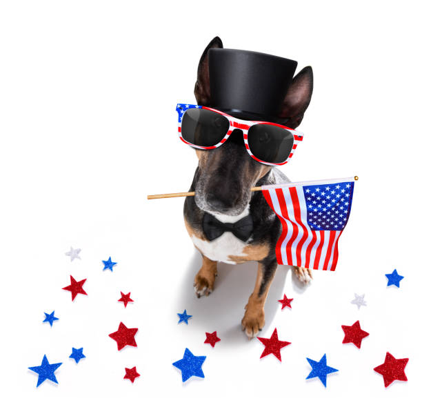istock independence day 4th of july dog 1327056640
