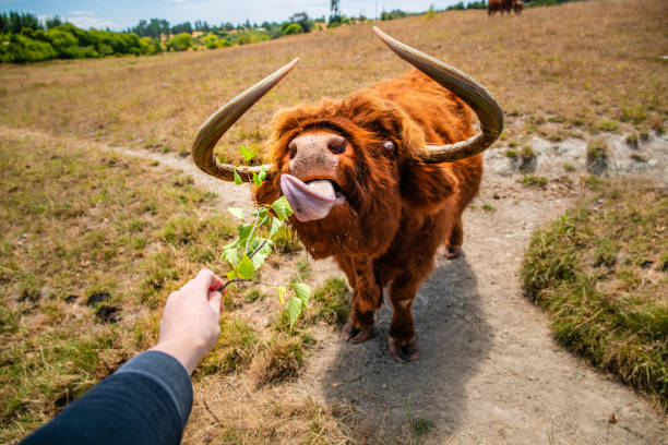 istock Highland cattle eating on a pasture, portrait. 1327057012