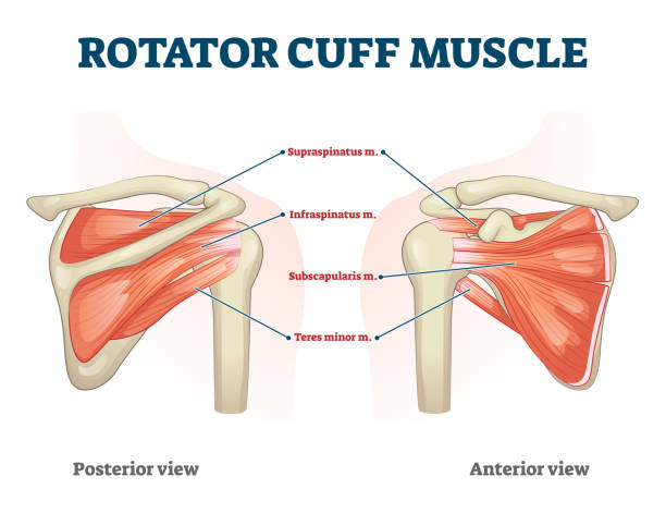 illustrazioni stock, clip art, cartoni animati e icone di tendenza di muscolo cuffia rotatore con espediente anatomico posteriore e anteriore - human muscle human arm bicep muscular build