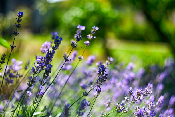 istock Lavender Flowers Field. Growing and Blooming Lavender 1327058110