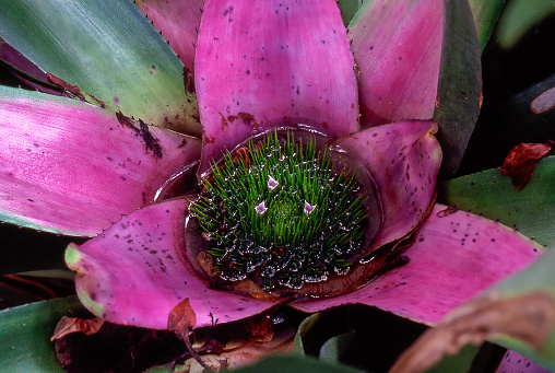 pink flowers and leaves of Neoregelia concentrica
