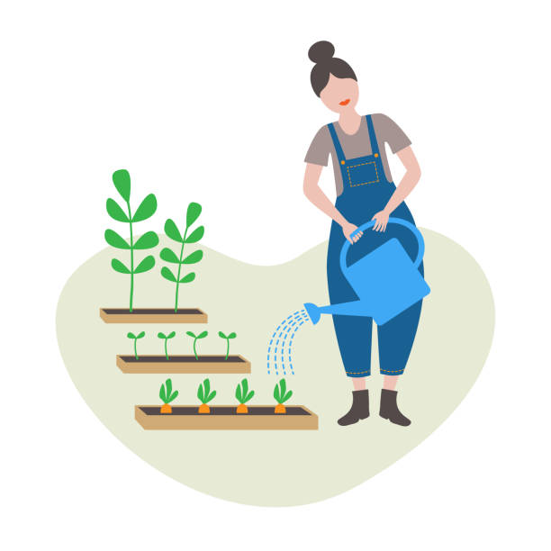 illustrations, cliparts, dessins animés et icônes de jardinier arrosant les plantes - watering can growth watering gardening