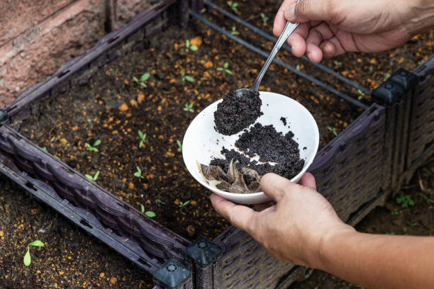 Coffee grounds being added to baby vegetables plant as natural organic fertilizer rich in nitrogen for growth Coffee grounds being added to baby vegetables plant as natural organic fertilizer rich in nitrogen for healthy growth ground coffee stock pictures, royalty-free photos & images