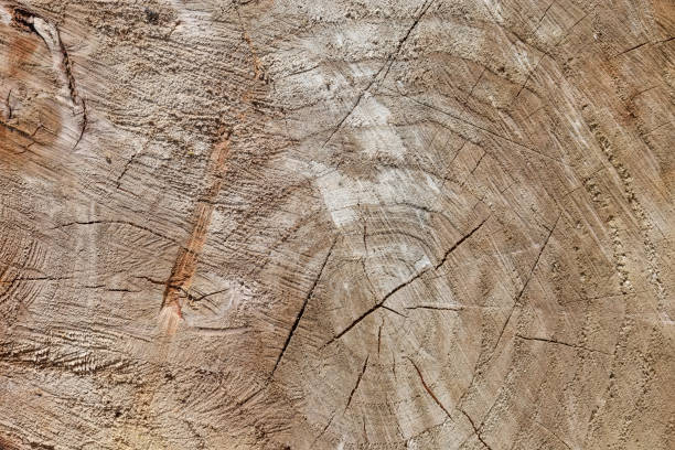 istock Background of the transverse cut of old willow trunk 1327060882