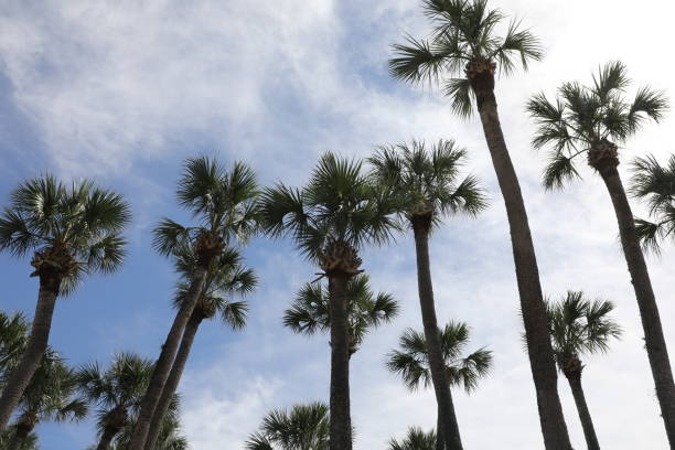 istock crown of the palm trees 1327060921