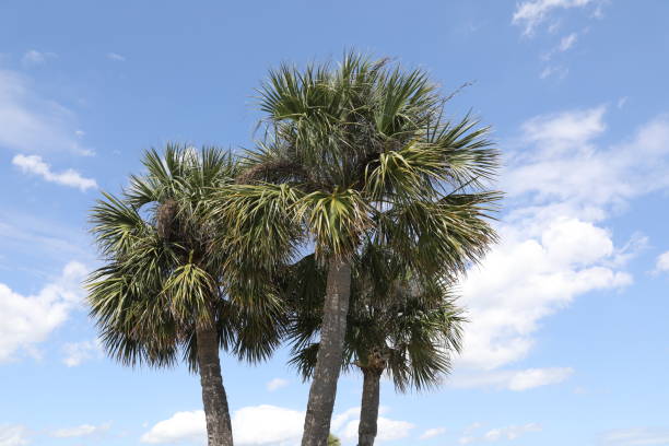 istock crown of the palm trees 1327060936