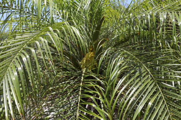 istock crown of the palm trees 1327060943