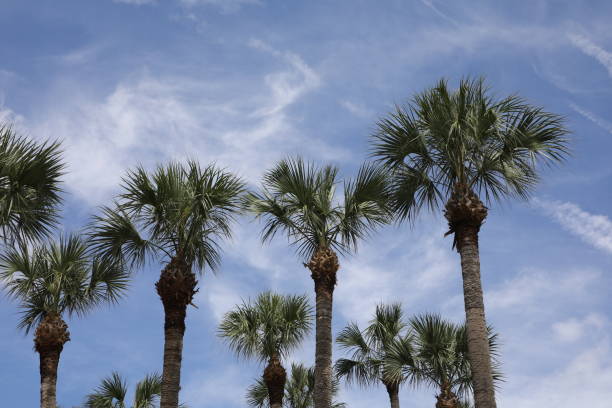 istock crown of the palm trees 1327060946