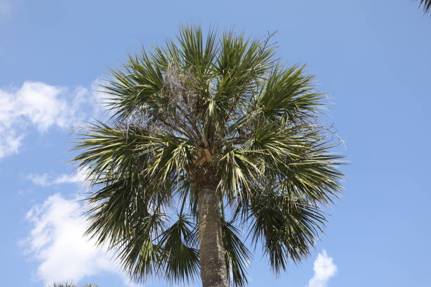 istock crown of the palm trees 1327060960