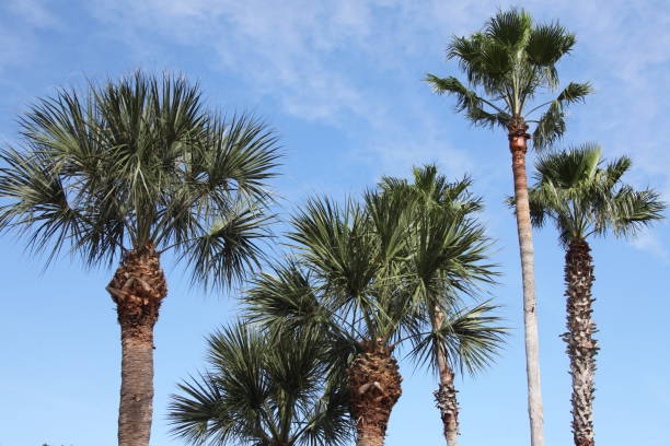 istock crown of the palm trees 1327061015