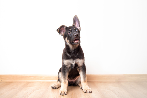 East European Shepherd puppy with a hanging ear sits on the wooden floor against the backdrop of a white wall inside the house. dog looking up at copy space
