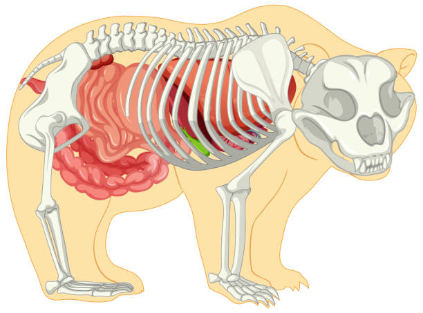 istock Anatomy of wild bear isolated 1327061265