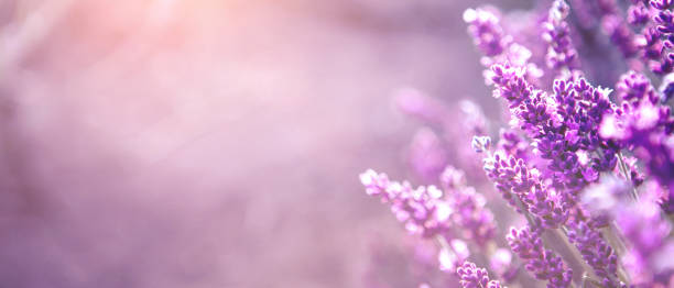 istock Banner with lavender flower field at sunset rays 1327061271