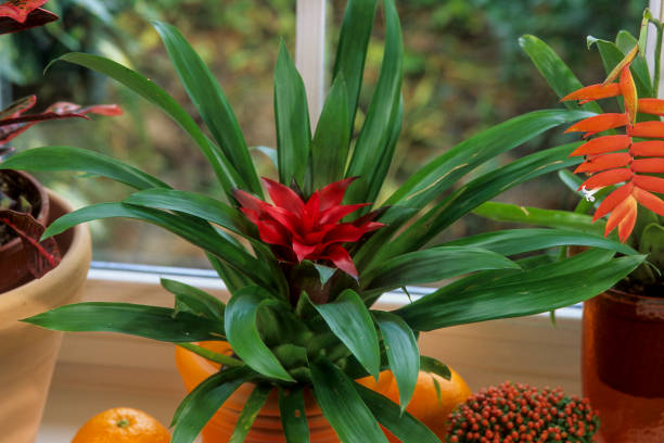 guzmania - bromelia - fotografias e filmes do acervo