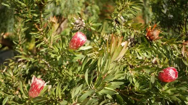 Protea pink flower in garden, California USA. Sugarbush repens springtime bloom, romantic botanical atmosphere, delicate exotic blossom. Coral salmon spring color. Flora of South Africa. Soft blur.