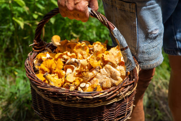 istock Mushroom picker with a basket full of chanterelles 1327062059