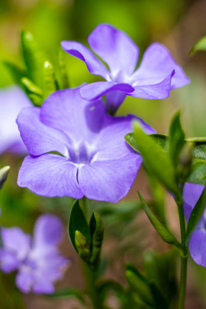 istock Vinca minor, common names lesser periwinkle or dwarf periwinkle in Botanical Garden 1327062489