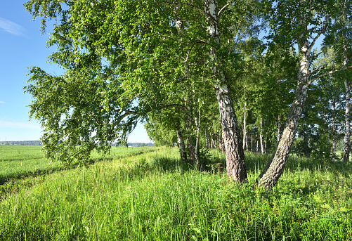 Birch trees among thick grass on the edge of an agricultural field under a blue sky. Nature of Siberia, Russia