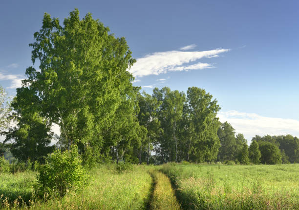 mañana de verano en el campo - birch tree tree downy birch white fotografías e imágenes de stock