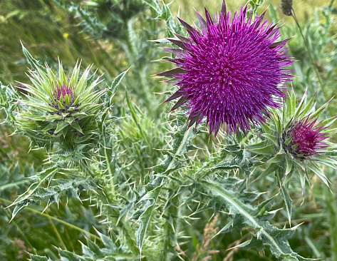 Flowering thistle or carduus, wild plant with winged and spiny stem and leaves close-up. Isolated branch on white background. Emblem of Scotland. Medicinal plant.