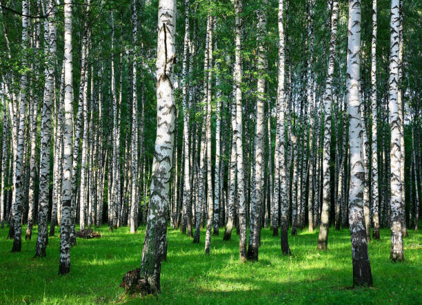 istock Summer birch forest in the rays of sunlight 1327063635