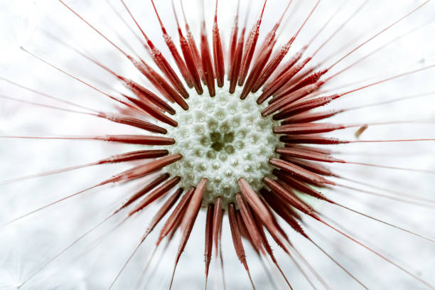 istock beautiful dandelion flower seed in springtime 1327063655