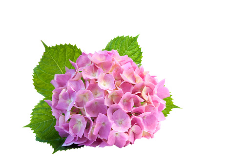 Hydrangea pink flower with green leaves isolated on white background