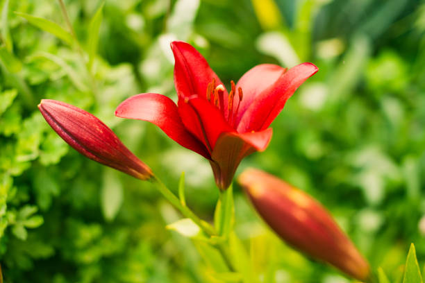 multicolor flowers at summer garden ground