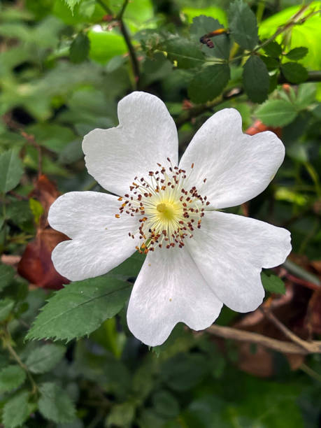 Wild Raspberry flower - Summer in Somerset, England, UK