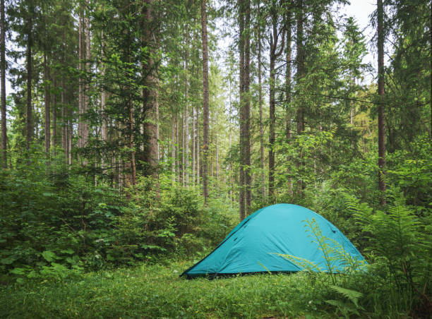 istock Campsite in the forest 1327064973