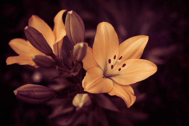 A white lily grows in a flower bed, the sun illuminates a bud with large petals, a beautiful lily photographed in close-up, a simple garden still life