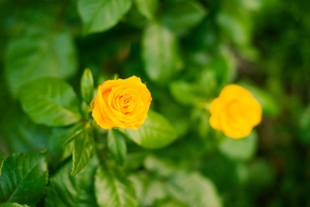 yellow  glowing roses (rosales) in bright sunshine