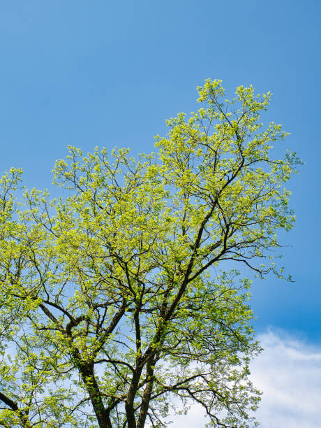 hojas verdes jóvenes frescas en la copa de árboles de hoja caduca contra el cielo azul - treetop sky tree high section fotografías e imágenes de stock