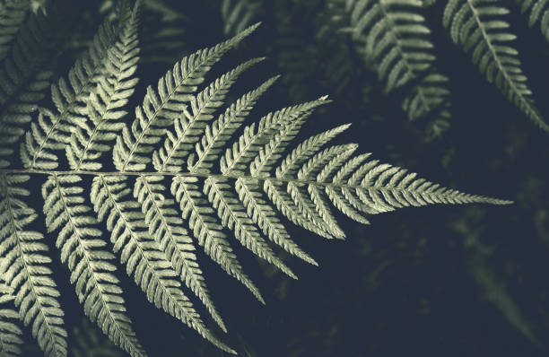 foglie di felce su uno sfondo scuro nella foresta. bellissimo sfondo verde. sensazione oscura e lunatica. vista dall'alto. copiare lo spazio. - fractal fern foto e immagini stock