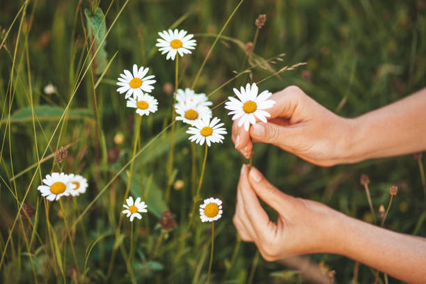 istock Picking medicinal herbs in the meadow. Hands pluck chamomile flowers 1327069254