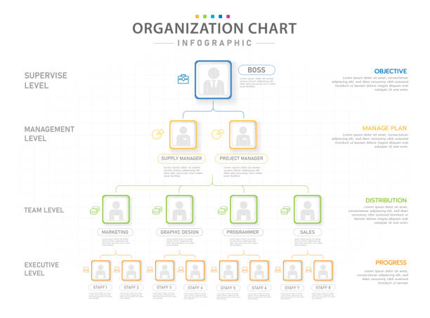 ilustrações, clipart, desenhos animados e ícones de gráfico de organização moderna infográfico com posição. - organization chart illustrations