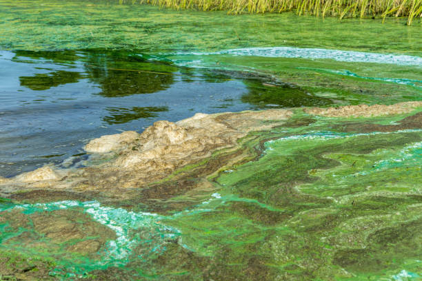 istock Ecological crisis. Swampy polluted river water 1327069549