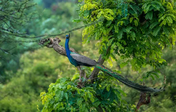 Photo of Indian peafowl