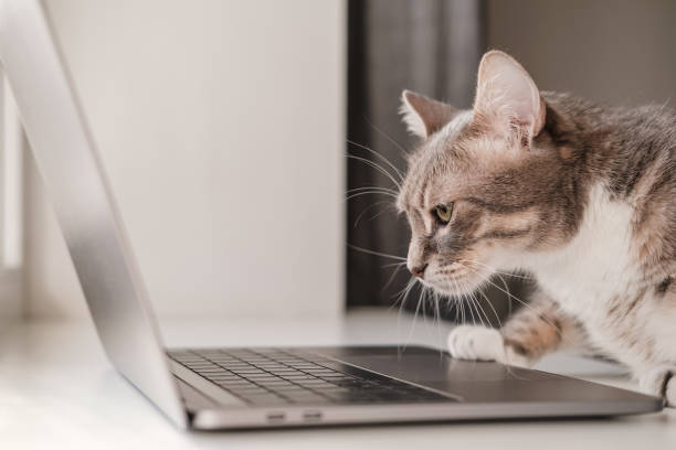 istock Serious, concentrated cat works remotely on a laptop while sitting at home. Lifestyle. 1327070812