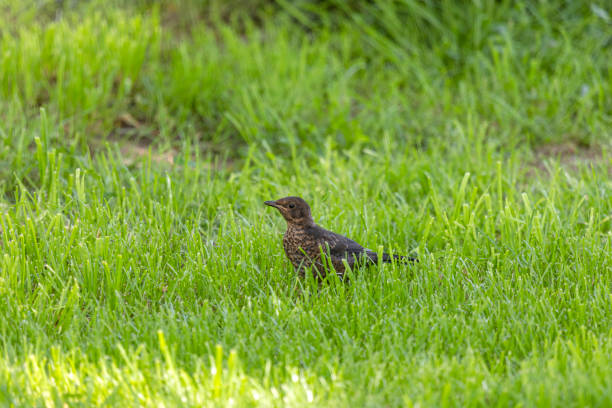 The thrush is also very attentive when looking for food