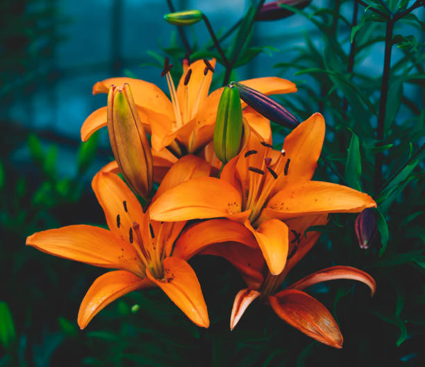 istock Asiatic Lily Flower 1327072655