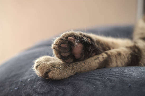 funny animals photography, white cat sleeping comfortably. Close up of sleeping beauty white cat. Cute sleeping kitten.