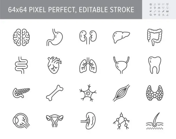 Vector illustration of Organs line icons. Vector illustration include icon - muscle, liver, stomach, kidney, urinary, eyeball, bone, lung, neuron outline pictogram for human anatomy. 64x64 Pixel Perfect, Editable Stroke